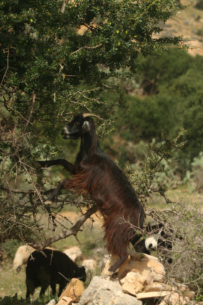 15 days Morocco tour From Tangier